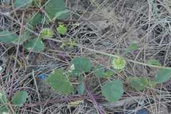 Allmania nodiflora var. roxburghii